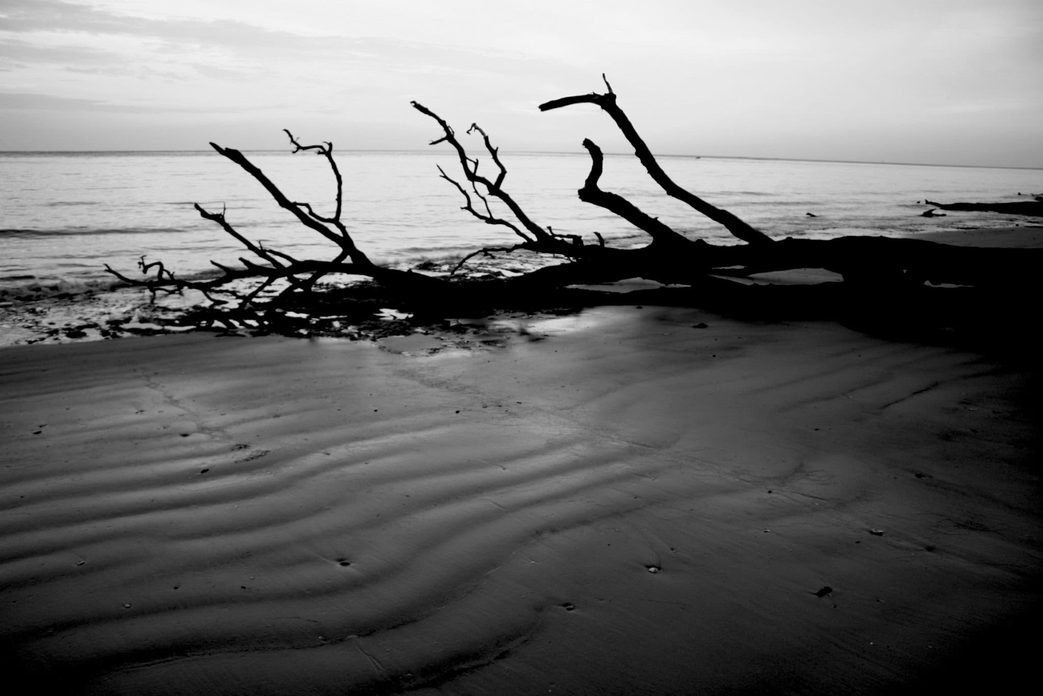 Big Talbot Island State Park, Jacksonville, FL - ExploreUNF.com