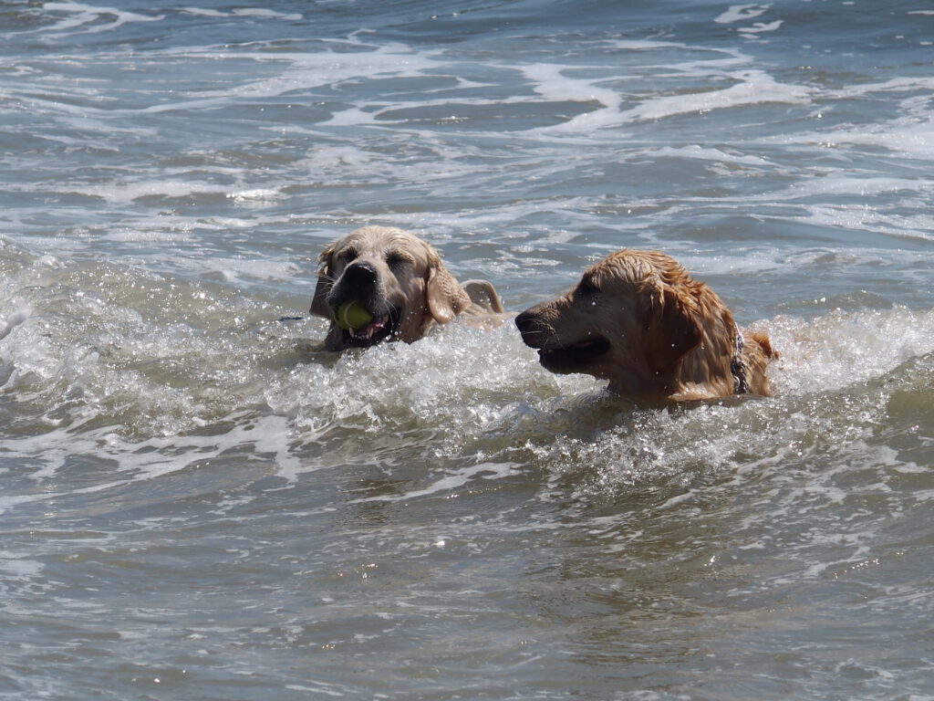 Dog Surfing at Fernandina Beach, Amelia Island - Near Jacksonville, FL - ExploreUNF.com