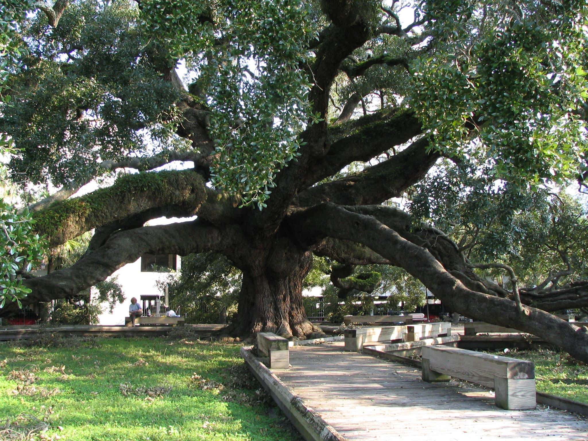 Jacksonville Parks - Hiking, Biking & Kayaking Close to UNF 2 Treaty Oak Park in Jacksonville FL - ExploreUNF